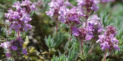 Majčina dušica (majčina dušica) puzava: sadnja i njega na otvorenom polju, porodica, cvjetanje, sorte